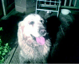 Shea, our Labrador Dog, Missing since 16th March