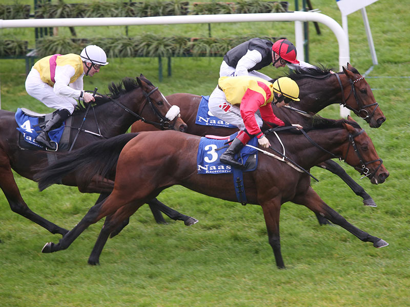 Rathasker Stud Day at Naas Racecourse