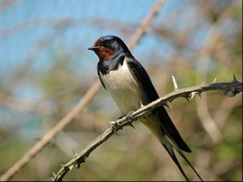 Ringing Swallows - Pollardstown Fen