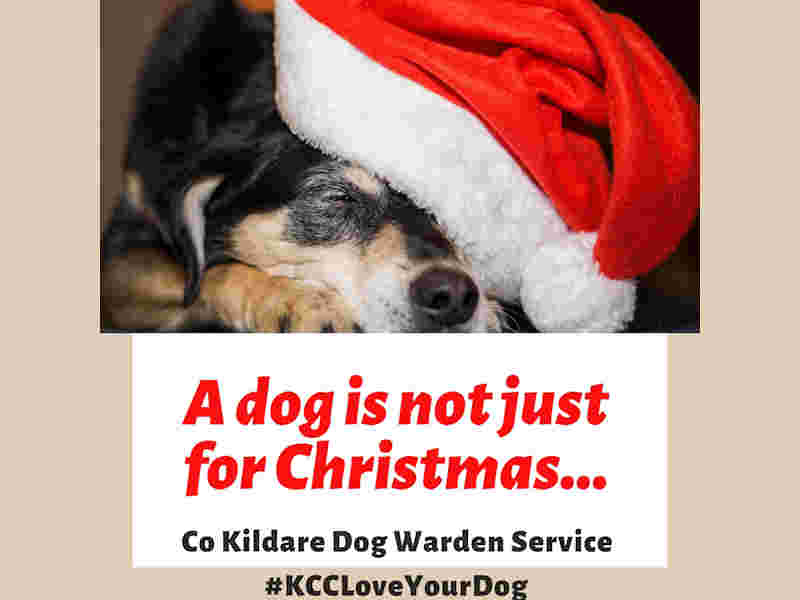 Be a Responsible Dog Owner This Christmas