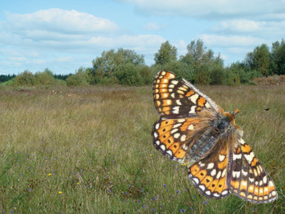 Volunteers clear the way for Endangered Butterfly