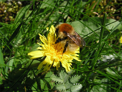 Pollinator Training - Tues. 11th April 2017