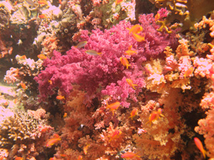 Soft Coral(s).jpg