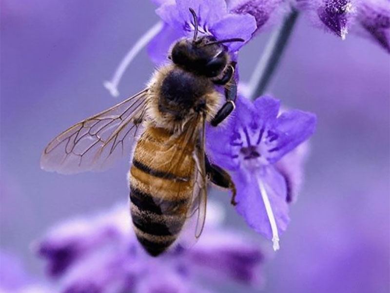 North Kildare Beekeepers Demo