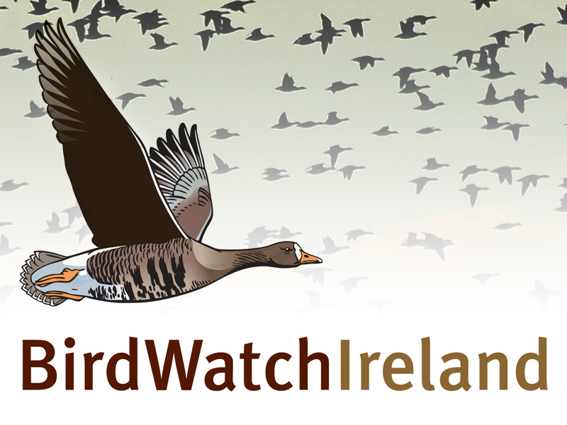 Ireland's river birds