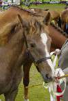 National Irish Draught Horse Show
